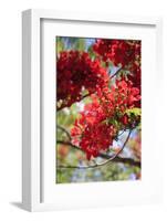 The Bright Red Flowers of the Flame Tree, Queensland, Australia-Paul Dymond-Framed Photographic Print