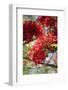 The Bright Red Flowers of the Flame Tree, Queensland, Australia-Paul Dymond-Framed Photographic Print