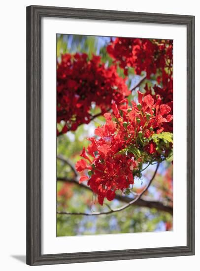 The Bright Red Flowers of the Flame Tree, Queensland, Australia-Paul Dymond-Framed Photographic Print