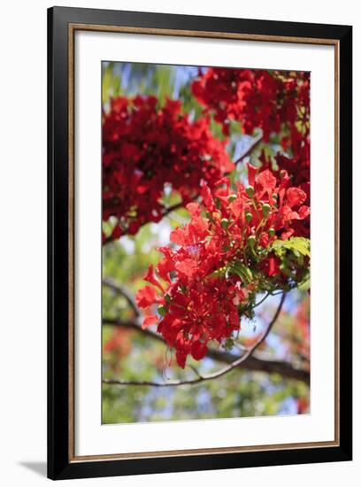 The Bright Red Flowers of the Flame Tree, Queensland, Australia-Paul Dymond-Framed Photographic Print