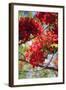 The Bright Red Flowers of the Flame Tree, Queensland, Australia-Paul Dymond-Framed Photographic Print
