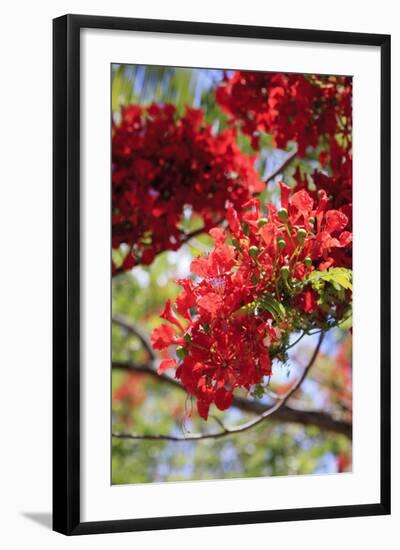 The Bright Red Flowers of the Flame Tree, Queensland, Australia-Paul Dymond-Framed Photographic Print