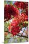 The Bright Red Flowers of the Flame Tree, Queensland, Australia-Paul Dymond-Mounted Photographic Print