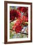 The Bright Red Flowers of the Flame Tree, Queensland, Australia-Paul Dymond-Framed Photographic Print