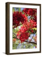 The Bright Red Flowers of the Flame Tree, Queensland, Australia-Paul Dymond-Framed Photographic Print