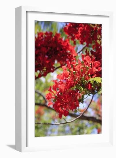 The Bright Red Flowers of the Flame Tree, Queensland, Australia-Paul Dymond-Framed Photographic Print