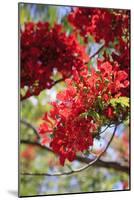 The Bright Red Flowers of the Flame Tree, Queensland, Australia-Paul Dymond-Mounted Photographic Print