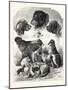 The Brighton Dog Show, 1876, UK-null-Mounted Giclee Print