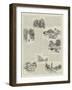 The Brighton Road-Charles Joseph Staniland-Framed Giclee Print