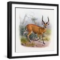 The Broad Horned Antelope, from 'The Book of Antelopes'-Wolf & Smit-Framed Giclee Print