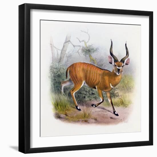 The Broad Horned Antelope, from 'The Book of Antelopes'-Wolf & Smit-Framed Giclee Print