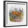 The Broad Horned Antelope, from 'The Book of Antelopes'-Wolf & Smit-Framed Giclee Print