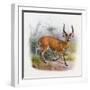 The Broad Horned Antelope, from 'The Book of Antelopes'-Wolf & Smit-Framed Giclee Print