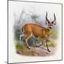 The Broad Horned Antelope, from 'The Book of Antelopes'-Wolf & Smit-Mounted Giclee Print