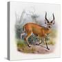 The Broad Horned Antelope, from 'The Book of Antelopes'-Wolf & Smit-Stretched Canvas