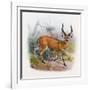 The Broad Horned Antelope, from 'The Book of Antelopes'-Wolf & Smit-Framed Giclee Print