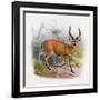 The Broad Horned Antelope, from 'The Book of Antelopes'-Wolf & Smit-Framed Giclee Print