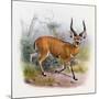 The Broad Horned Antelope, from 'The Book of Antelopes'-Wolf & Smit-Mounted Giclee Print