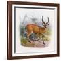 The Broad Horned Antelope, from 'The Book of Antelopes'-Wolf & Smit-Framed Giclee Print