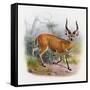 The Broad Horned Antelope, from 'The Book of Antelopes'-Wolf & Smit-Framed Stretched Canvas