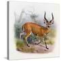 The Broad Horned Antelope, from 'The Book of Antelopes'-Wolf & Smit-Stretched Canvas