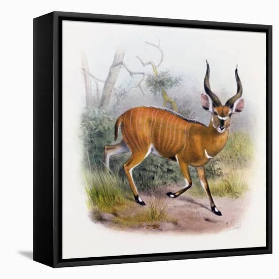 The Broad Horned Antelope, from 'The Book of Antelopes'-Wolf & Smit-Framed Stretched Canvas