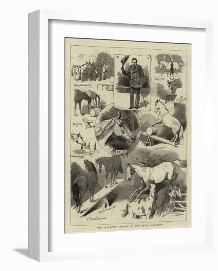 The Broncho Horses at the Royal Aquarium-Charles Burton Barber-Framed Giclee Print
