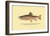 The Brook Trout, Showing Bright or Early Fall Coloration-H.h. Leonard-Framed Art Print