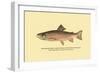 The Brook Trout, Showing Bright or Early Fall Coloration-H.h. Leonard-Framed Art Print