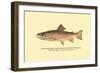 The Brook Trout, Showing Bright or Early Fall Coloration-H.h. Leonard-Framed Art Print