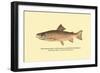 The Brook Trout, Showing Bright or Early Fall Coloration-H.h. Leonard-Framed Art Print