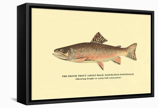 The Brook Trout, Showing Bright or Early Fall Coloration-H.h. Leonard-Framed Stretched Canvas