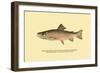 The Brook Trout, Showing Brilliant or Breeding Season Coloration-H.h. Leonard-Framed Art Print