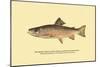 The Brook Trout, Showing Brilliant or Breeding Season Coloration-H.h. Leonard-Mounted Art Print