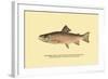 The Brook Trout, Showing Brilliant or Breeding Season Coloration-H.h. Leonard-Framed Art Print