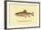 The Brook Trout, Showing Brilliant or Breeding Season Coloration-H.h. Leonard-Framed Art Print