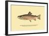 The Brook Trout, Showing Brilliant or Breeding Season Coloration-H.h. Leonard-Framed Art Print