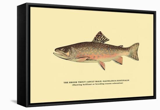 The Brook Trout, Showing Brilliant or Breeding Season Coloration-H.h. Leonard-Framed Stretched Canvas