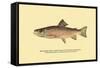 The Brook Trout, Showing Brilliant or Breeding Season Coloration-H.h. Leonard-Framed Stretched Canvas