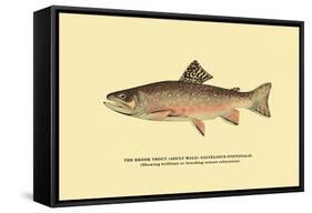 The Brook Trout, Showing Brilliant or Breeding Season Coloration-H.h. Leonard-Framed Stretched Canvas