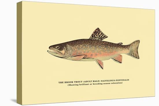 The Brook Trout, Showing Brilliant or Breeding Season Coloration-H.h. Leonard-Stretched Canvas