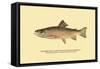 The Brook Trout, Showing Brilliant or Breeding Season Coloration-H.h. Leonard-Framed Stretched Canvas