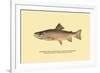 The Brook Trout, Showing Brilliant or Breeding Season Coloration-H.h. Leonard-Framed Art Print