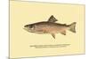 The Brook Trout, Showing Brilliant or Breeding Season Coloration-H.h. Leonard-Mounted Art Print