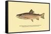 The Brook Trout, Showing Brilliant or Breeding Season Coloration-H.h. Leonard-Framed Stretched Canvas