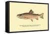 The Brook Trout, Showing Brilliant or Breeding Season Coloration-H.h. Leonard-Framed Stretched Canvas