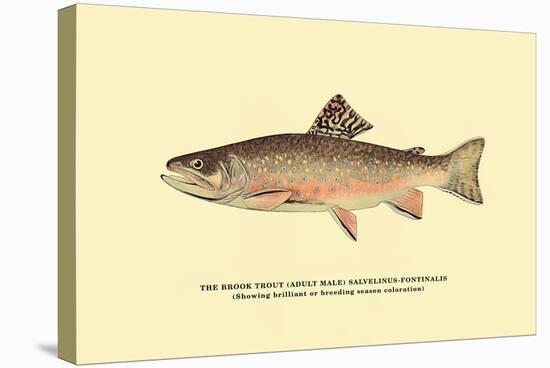 The Brook Trout, Showing Brilliant or Breeding Season Coloration-H.h. Leonard-Stretched Canvas