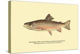 The Brook Trout, Showing Brilliant or Breeding Season Coloration-H.h. Leonard-Stretched Canvas