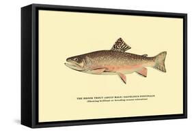 The Brook Trout, Showing Brilliant or Breeding Season Coloration-H.h. Leonard-Framed Stretched Canvas