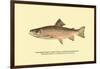 The Brook Trout, Showing Brilliant or Breeding Season Coloration-H.h. Leonard-Framed Art Print